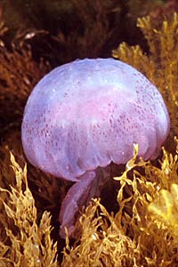 Medusa luminosa (Pelagia noctiluca)