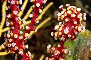 Gorgonia rossa falsa (Parerythropodium coralloides)