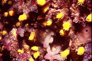Madrepora gialla (Leptosammia pruvoti)