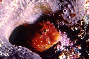 Bavosa cervina (Parablennius zvonimiri)