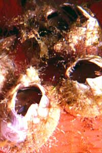 Denti di cane (Balanus amphitrite)