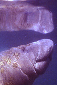 Lamantino (Trichechus manatus)