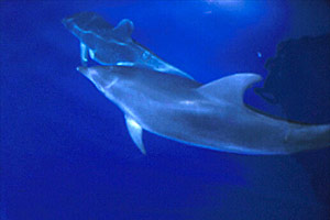 Tursiope (Tursiops truncatus)