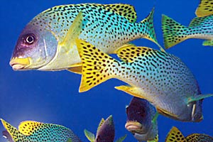 Gaterino tropicale (Plectorhinchus gaterinus)