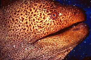 Murena gigante (Gymnothorax javanicus)