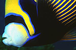 Pesce angelo imperatore (Pomacanthus imperator)