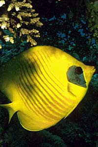 Pesce farfalla semimascherato (Chaetodon semilarvatus)