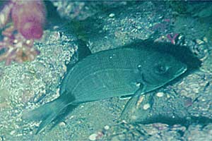 Sarago maggiore (Diplodus sargus sargus)