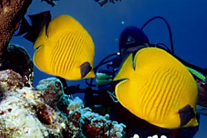 Pesce farfalla semimascherato (Chaetodon semilarvatus)