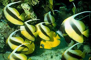 Pesce farfalla virgola (Heniochus intermedius)