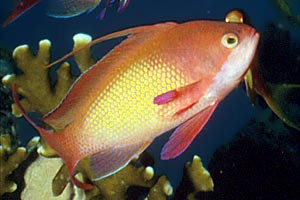 Castagnola  tropicale (Pseudanthias squamipinnis)