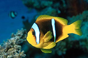 Pesce pagliaccio (Amphiprion bicinctus)