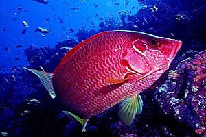 Pesce scoiattolo spinoso (Sargocentron spiniferum)