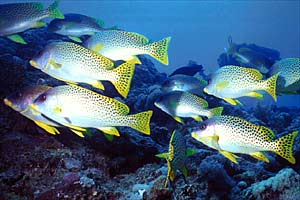 Gaterino tropicale (Plectorhinchus gaterinus)