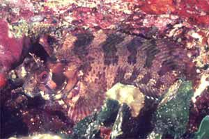 Bavosa ruggine (Parablennius gattorugine)