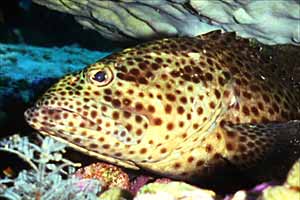 Cernia maculata bruna (Epinephelus tauvina)