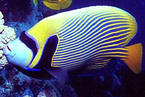 Pesce angelo imperatore (Pomacanthus imperator)