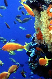 Castagnola  tropicale (Pseudanthias squamipinnis)