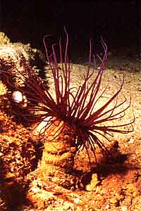 Cerianto (Cerianthus membranaceus)