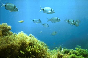 Sarago fasciato (Diplodus vulgaris)