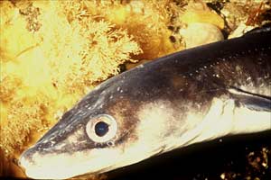 Grongo (Conger conger)
