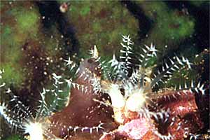 Polipi (Clavularia ochracea)