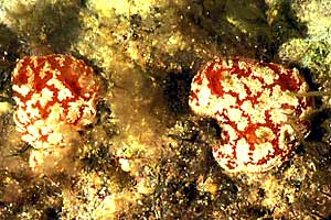 Ascidia (Amaroucium nordmani)