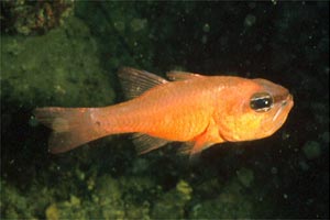 Re di triglie (Apogon imberbis)