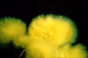 Alga gialla piumino (n.d. n.d.)