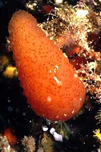 Tunicato conico (Aplidium conicum)