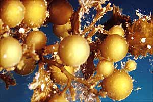 Sargasso (Sargassum vulgare)