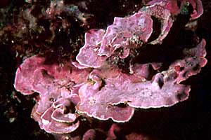 Alga calcarea (Lithophyllum stictaeforme)