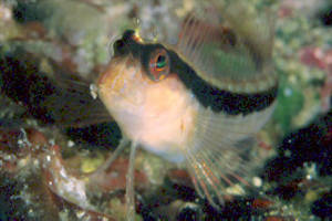 Bavosa bianca (Blennius rouxi)