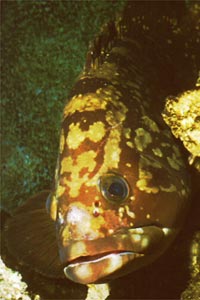 Cernia bruna (Epinephelus marginatus)