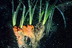 Posidonia (Posidonia oceanica)