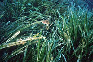 Posidonia (Posidonia oceanica)