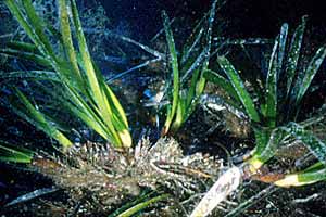 Posidonia (Posidonia oceanica)