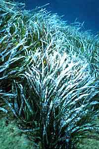 Posidonia (Posidonia oceanica)