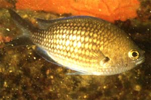 Castagnola (Chromis chromis)