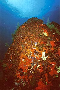 Spugna cervello (Chondrilla nucula)