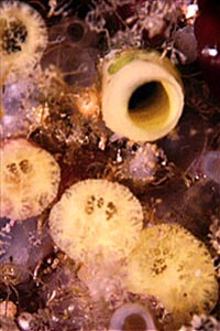 Spugna perforante (Cliona celata)