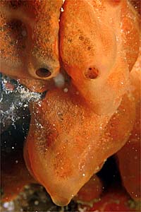 Spugna  rossa (Crambe crambe)