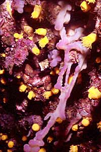 Spugna  viola (Oscarella lobularis)