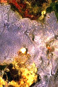 Spugna incrostante blu (Phorbas tenacior)