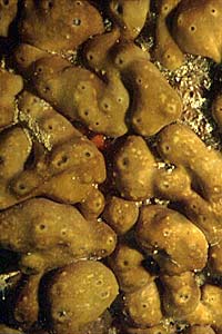 Spugna cervello (Chondrilla nucula)