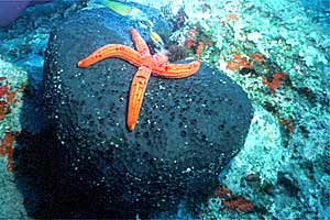 Spugna nera (Ircina foetida)