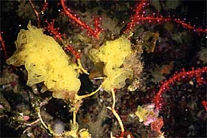 Spugna gialla (Clathrina clathrus)