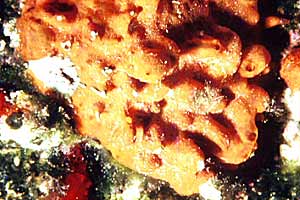 Spugna  rossa (Crambe crambe)