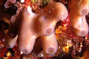 Spugna a canne d'organo (Haliclona mediterranea)