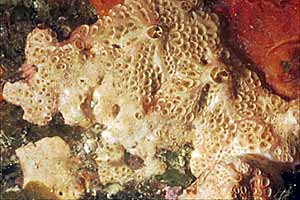 Spugna rosa (Hemimycale columella)